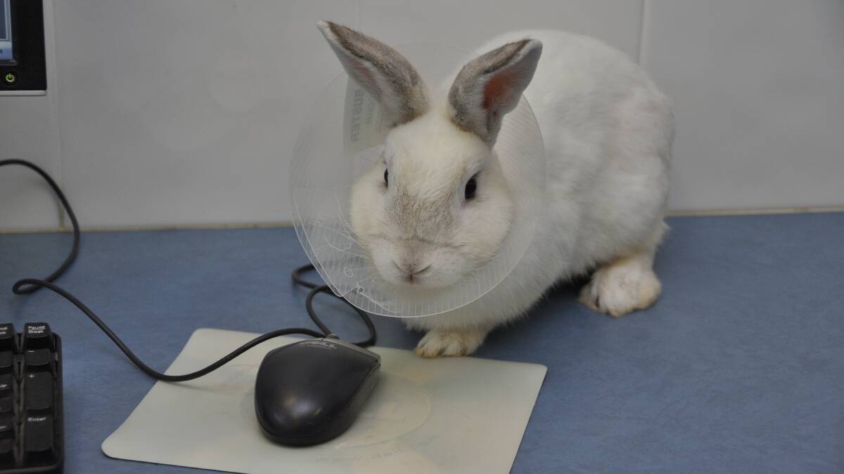Local rabbits at risk: Pet owners are being advised to consult their veterinarian and follow vaccination recommendations ahead of the release of the rabbit biocontrol later this month.