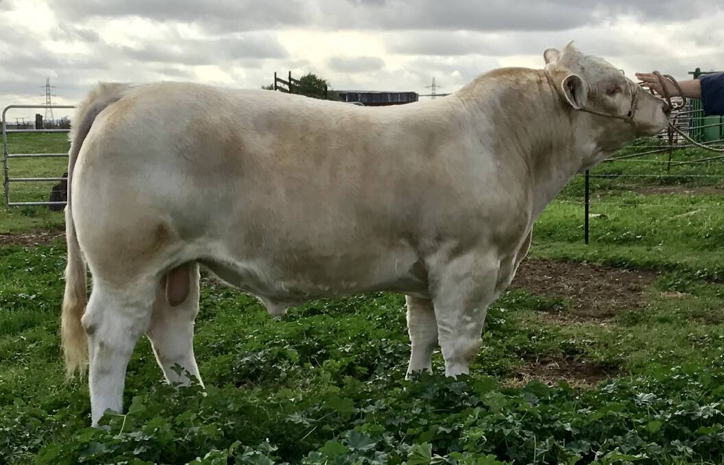 Lot 29 Tractor Lumberjack a cream polled bull out of the famed Refine cow line. 
