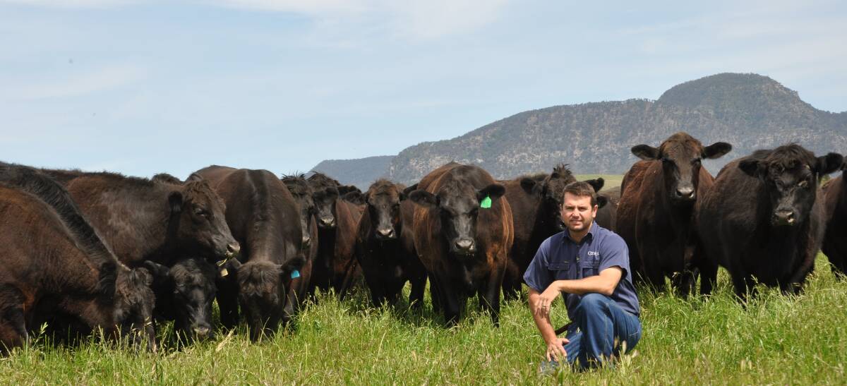 PRIME: Coolmore's agricultural manager John Borg with some of the stud's Angus cattle. The cattle are a vital part of the thoroughbred stud's  enterprise.
