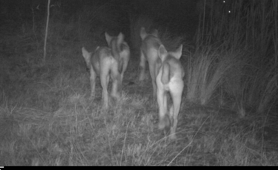 ON THE MOVE: Night vision camera image of the wild dog pack that had killed and maimed sheep and domestic dogs.