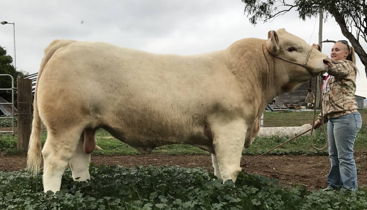 Tractor Larceny led by Sara Worth, tractor Charolais, Denman - he is being offered for sale at this year's Charolais National in Dubbo.