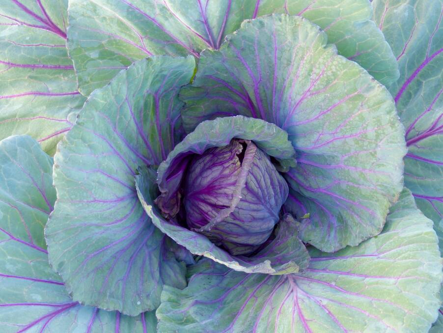 My mate Steve’s impressive red cabbage – looks good and tastes even better!