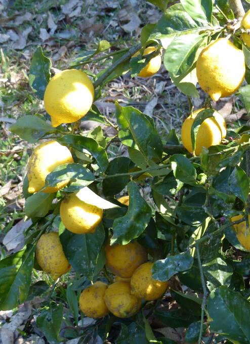 Lemon - a must have!