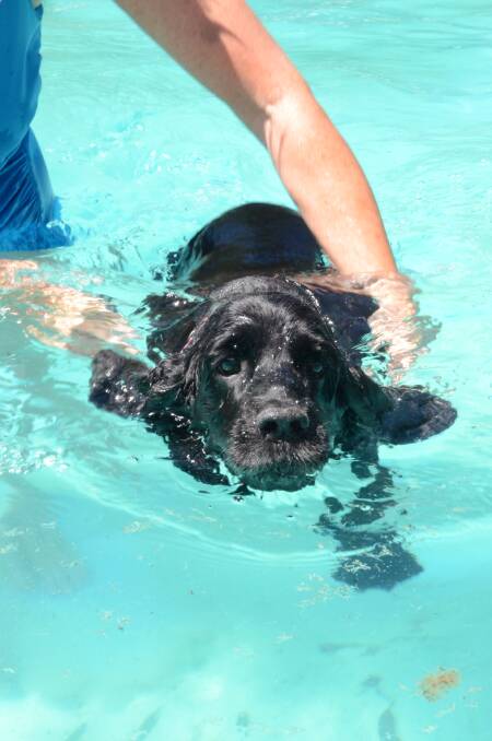 Ebony the American x cocker spaniel will be enjoying the water this summer after years of being too scared to swim.