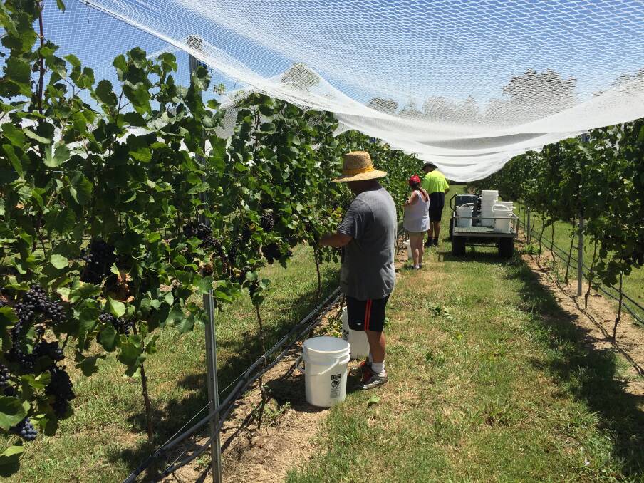 Handled with care: Fruit pickers picked the grapes at Jacaranda Estate earlier this year before the fruit was hand pressed on site and sent to a winemaker in Orange to be turned into a variety of different wines.