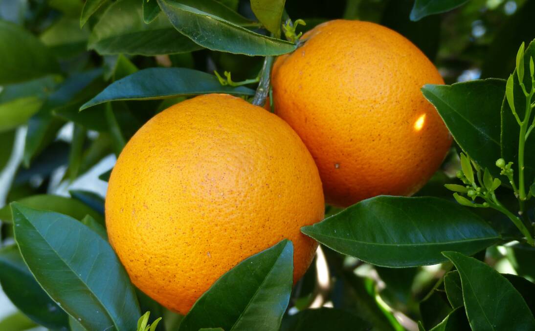 My favourite orange – the sweet Washington navel but for marmalade you can’t go past the bitter Seville!