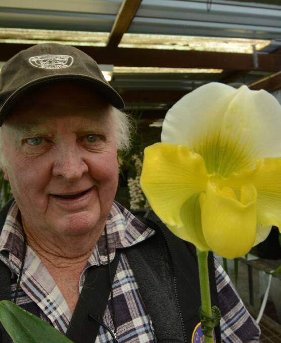 Golden slipper: Wally Rhodes with an exquisite buttercup yellow slipper orchid at the orchid nursery open day.