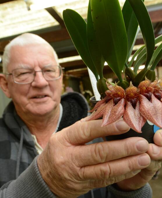 Orchids on show: Geoff Button with a bulbophyllum hybrid, that resembles Snugglepot and Cuddlepie, at the recent Tinonee Orchid show and open day.