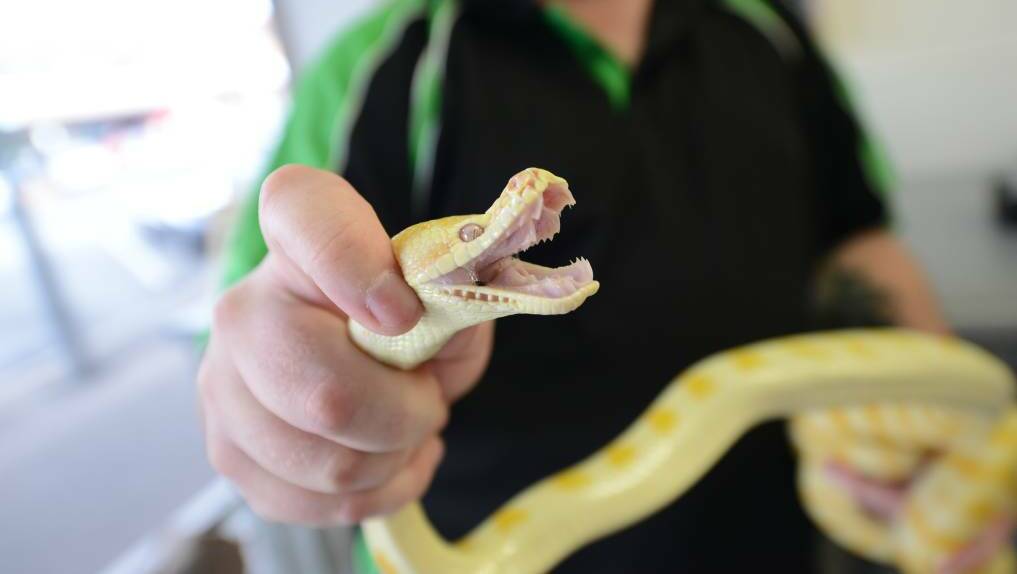 Pythons like this albino python are not venomous and relatively harmless, but if you don't want them around your home, Brenton Asquith suggests you tidy your yard.