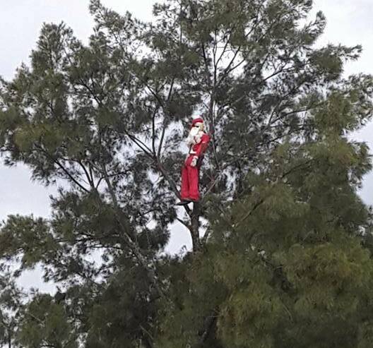 Last year he was up a tree near the bridge heading into Wingham near the bowling club.