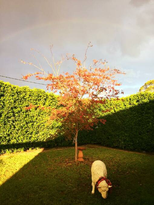 A wide arc rainbow dressed clouds and was visible from the front garden of Ainslee Dennis' home in Tinonee.