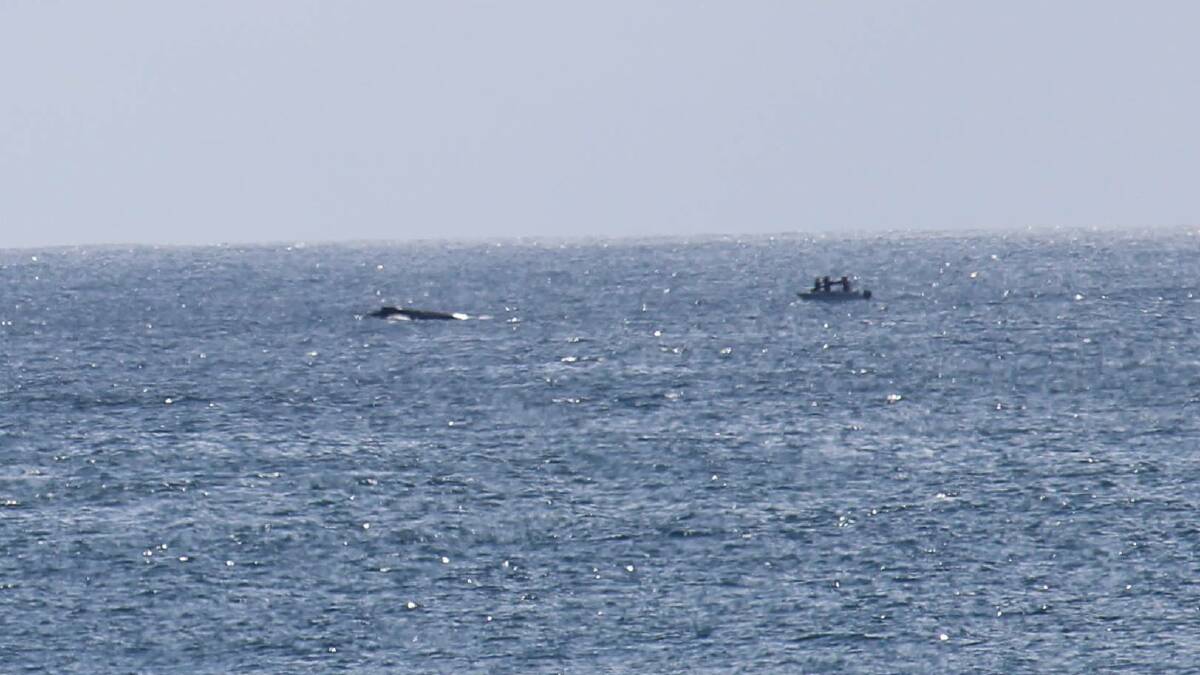 Onlookers could do nothing but watch as a humpback whale stalked three fishermen in their small fishing boat in Forster on Sunday morning. Photo credit Mark Jensen
