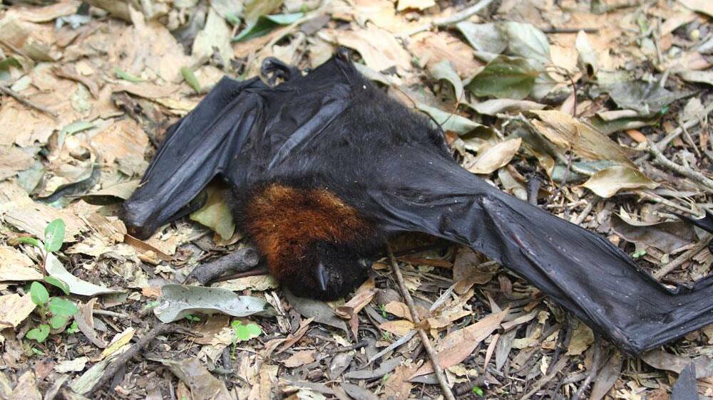 There are many reports of dead and dying flying foxes in people's yards from Queensland down to the Manning Valley. Many locals are reporting find them. Photo Bats Qld