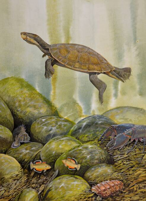 Peter Schouten AM's illustration of the Purvis' Turtle.