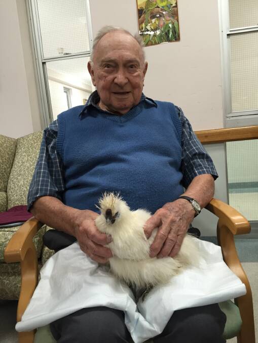 An old hand: Whiddon Group resident Theo Bohm used to look after his neighbour's chooks and enjoys the HenPower program at Wingham.