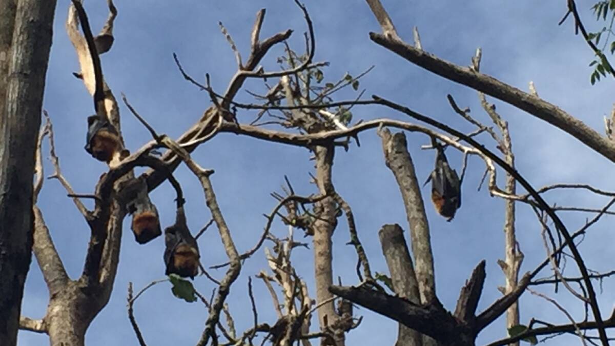 The grey-headed flying fox population at the maternity camp at Wingham Brush is severely depleted due to the condition of the Brush, and because females are barren or aborting so they can survive themselves. Photo: Julia Driscoll