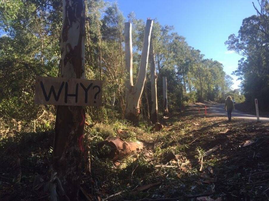 Good question: The Tinonee community asks why the removal of mature flooded gums was required when they were not initially marked for removal for the Bucketts Way upgrade. Picture: Jane Hosking.