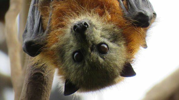 Living with fruit bats: parliamentary inquiry