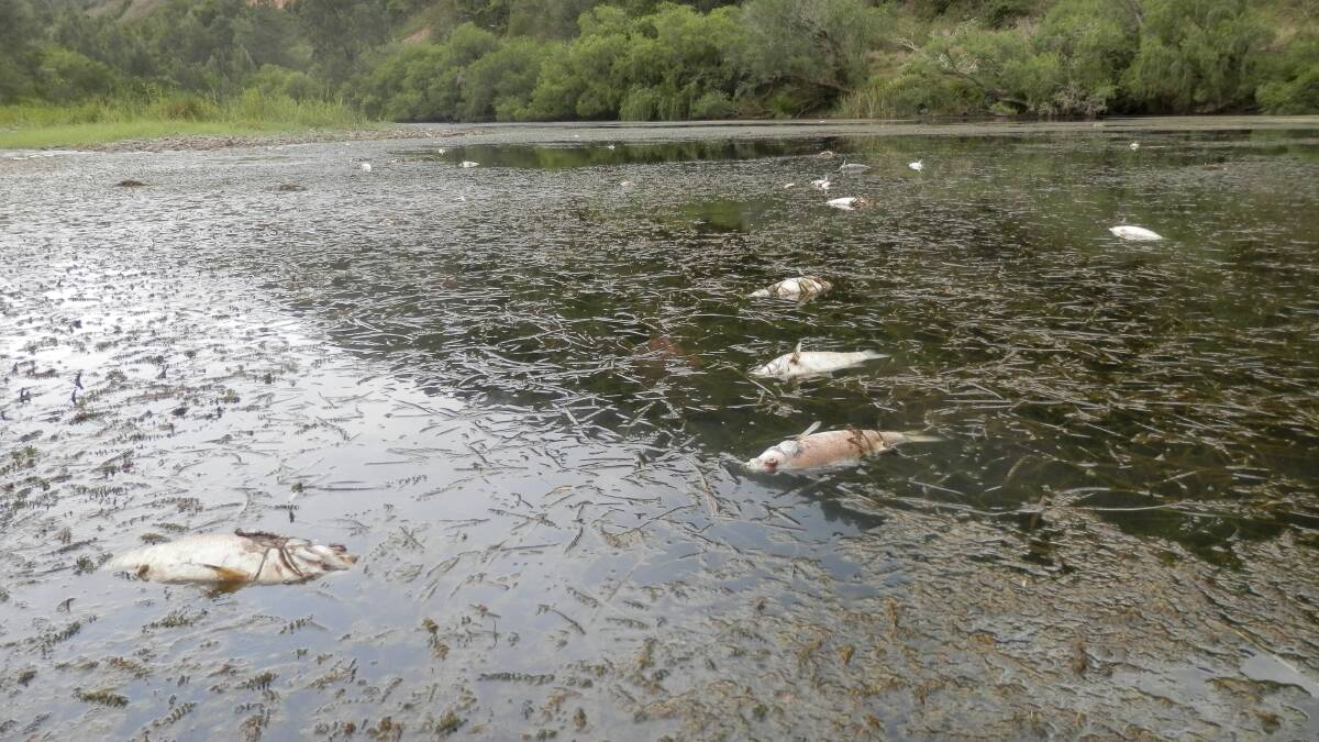 Fish kill: Severe oxygen depletion is being blamed for the death of more than 400 fish in a pool in the Nowendoc River. Picture: Dr Keith Bishop
