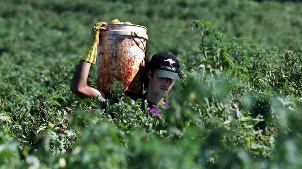 What are your backpacker tax obligations? The Protect your Farm Business workshop will help you find out. Photo: Rob Griffith, SMH.