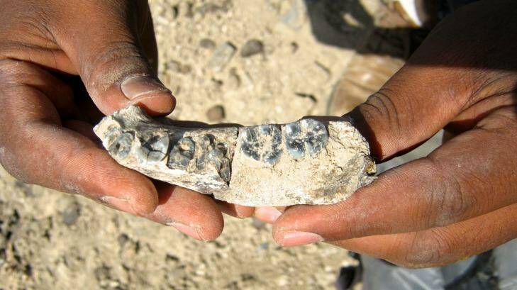 The newly discovered lower jawbone is about 2.8 million years old. Photo: William Kimbel