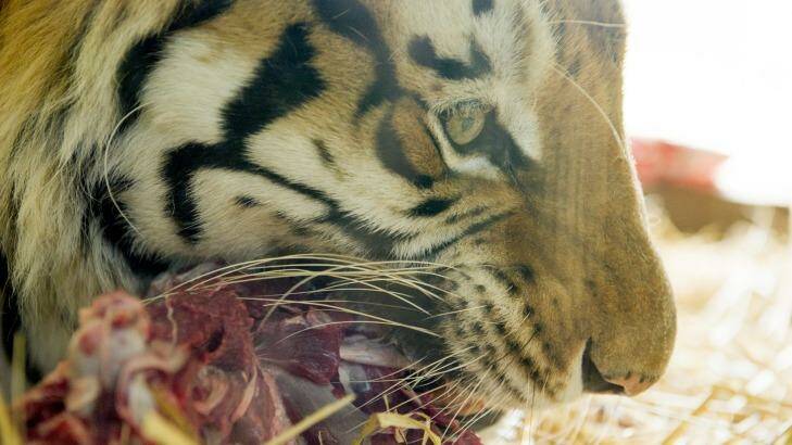 Bakkar the tiger was 21 years old.  Photo: Jay Cronan