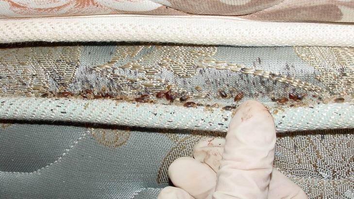Bed bug infestation. Photo: University of Sydney