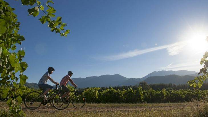 Sunshine and grapes: A couple cycles through the vineyard at Boyntons Winery.
