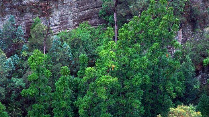 An aerial view of the original site of Wollemi pines showing mature trees up to 40 metres tall. Photo: Jaime Plaza/Botanic Gardens Trust