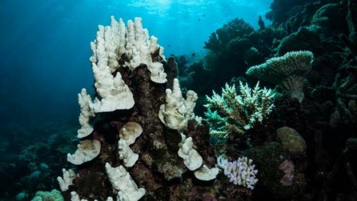 Coral bleaching at Pixie Reef, outside of Cairns, earlier this month. Photo: www.brettmonroegarner.com