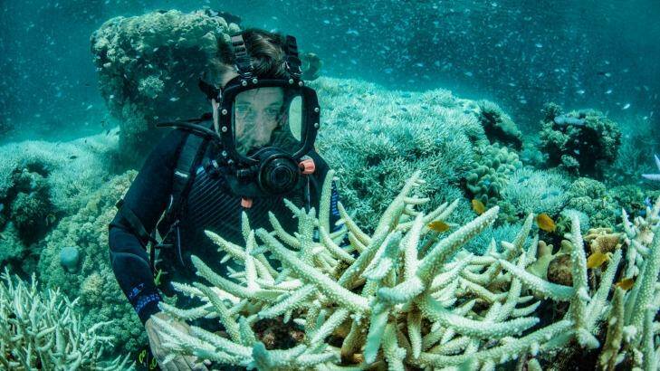 Richard Fitzpatrick examines bleached corals at Vlasoff Reef, north east of Cairns. Photo: Christian Miller