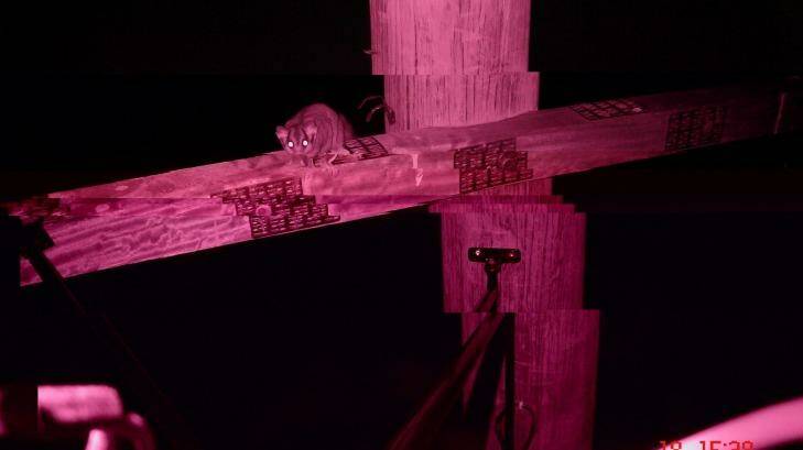 Night vision cameras have recorded a variety of native animals using the poles and rope bridges. Photo: Supplied