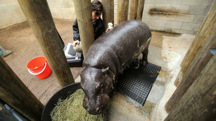 Melbourne Zoo vet Dr Kate Bodley carries out an ultrasound on Petre,  the pregnant West African pygmy hippopotamus. She is due to give birth around May 23. Photo: Pat Scala