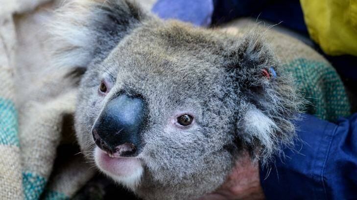 This young male koala had a GPS collar attached so researchers can study his movements. Photo: Justin McManus