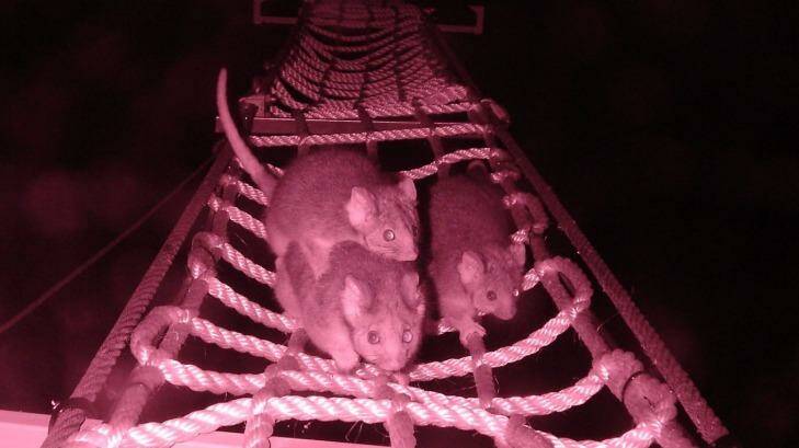Possums taking the rope bridge over the Hume Highway. Researchers say the bridges are connecting animal populations once divided by the road.? Photo: Supplied