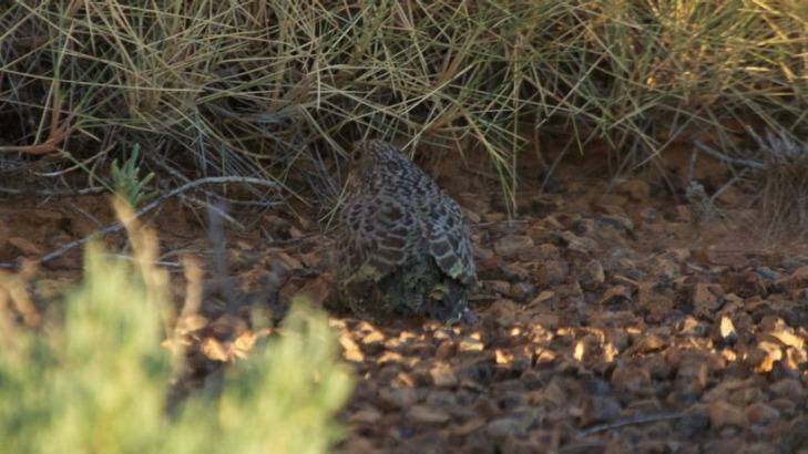 This is the first fledgling night parrot ever photographed Photo: James Watson