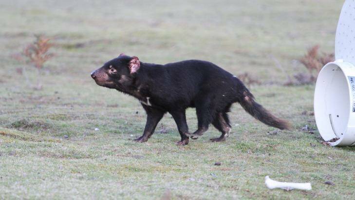 An immunised Tasmanian devil is released into the wild. Photo: Tasmanian Government