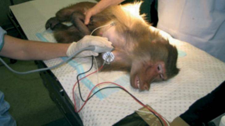 A baboon being experimented on at Royal Prince Alfred Hospital in Sydney. Source Journal of Medical Primatology Photo: Journal of Medical Primatology