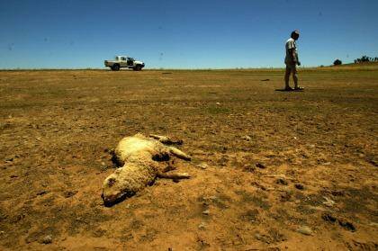 Rising temperatures and shifting rainfall patterns are likely to hit Australian farming hard. Photo: Nick Moir