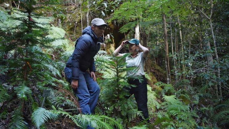 Dr Heidi Zimmer (left) with Dr Cathy Offord take the Fairfax team into the secret Wollemi pine site. Photo: Nick Moir