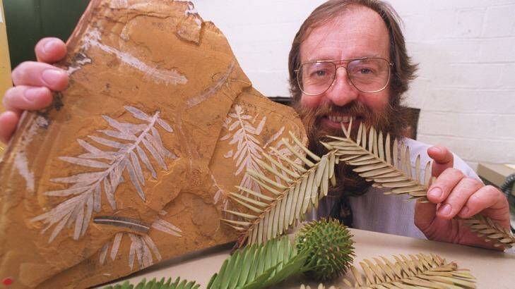 Ken Hill, a senior botanist at the Royal Botanic Gardens in 1994 with a 150-million-year-old Jurassic fossil of podozamites, the ancestor of the Wollemi pine. Photo: Peter Rae
