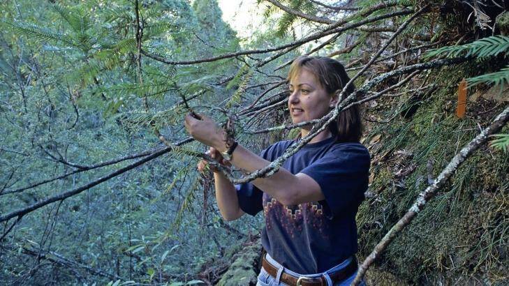 Dr Cathy Offord in 1994 at the site of the then-recently discovered Wollemi pine in the Blue Mountains. Photo: Royal Botanic Gardens