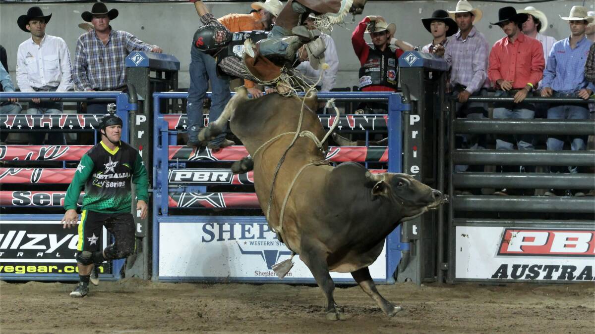 Mud Bomb from Kempsey has been featured in the championship round of major PBR events across NSW.