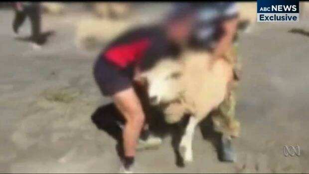 The King's School has been criticised after footage emerged of students tackling sheep. Photo: Supplied/ABC News
