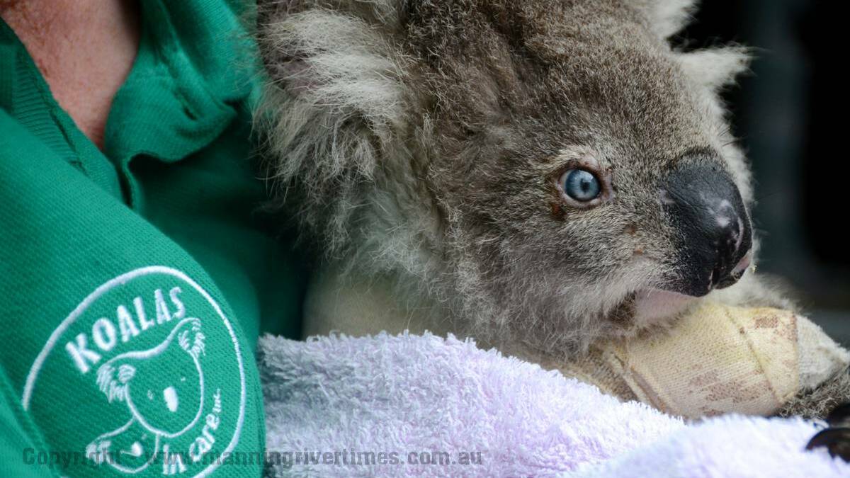 Koalas in Care | Photos