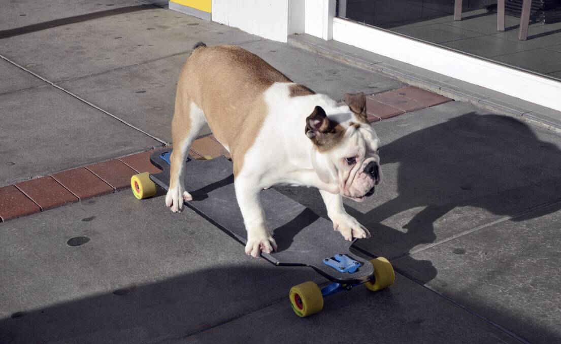 SKATER BOY: Pommy the British bulldog, the family pet of Mick and Stacey Whittaker from Bathurst Real Estate, has taught himself how to skateboard. Photo: PHILL MURRAY 052916ppommy