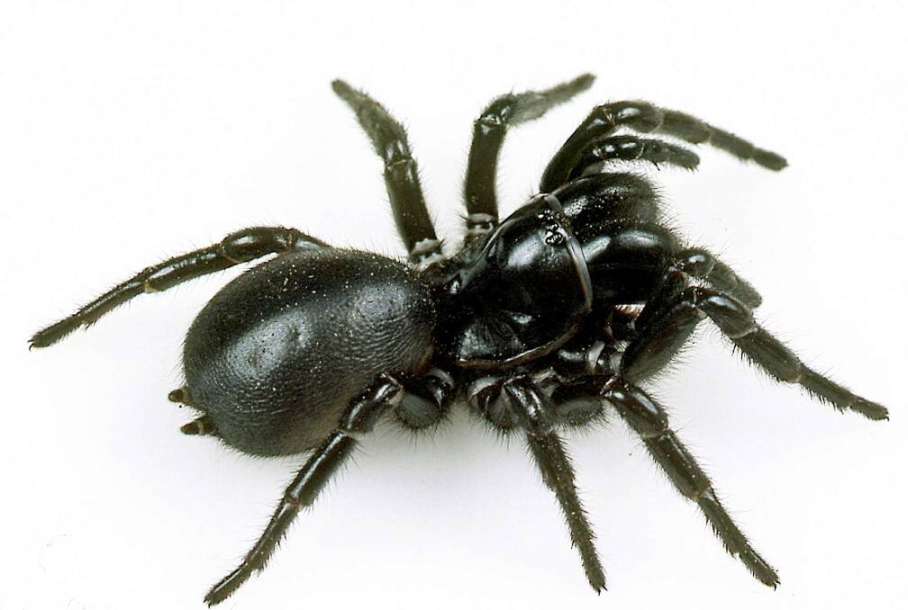 The Southern tree funnel-web is local to the Manning area. Photo courtesy of Mike Gray, Australian Museum.
