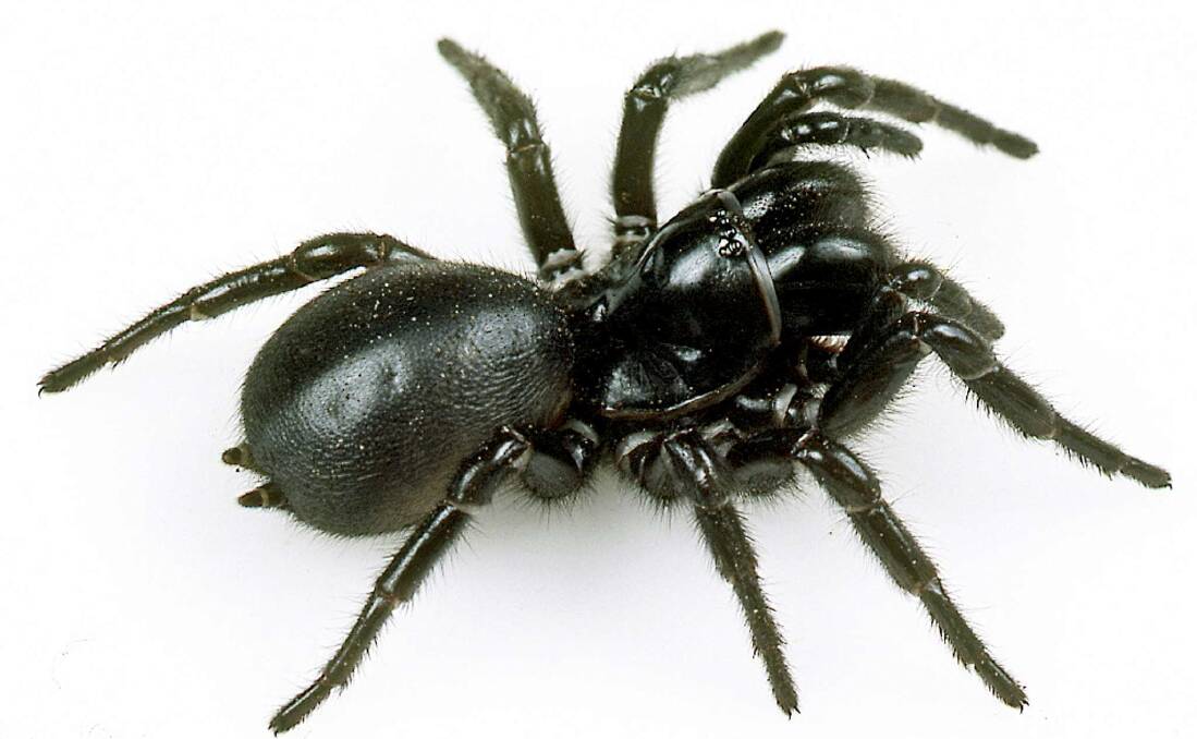 The southern tree funnel-web spider. Photograph by Mike Gray courtesy of the Australian Museum.