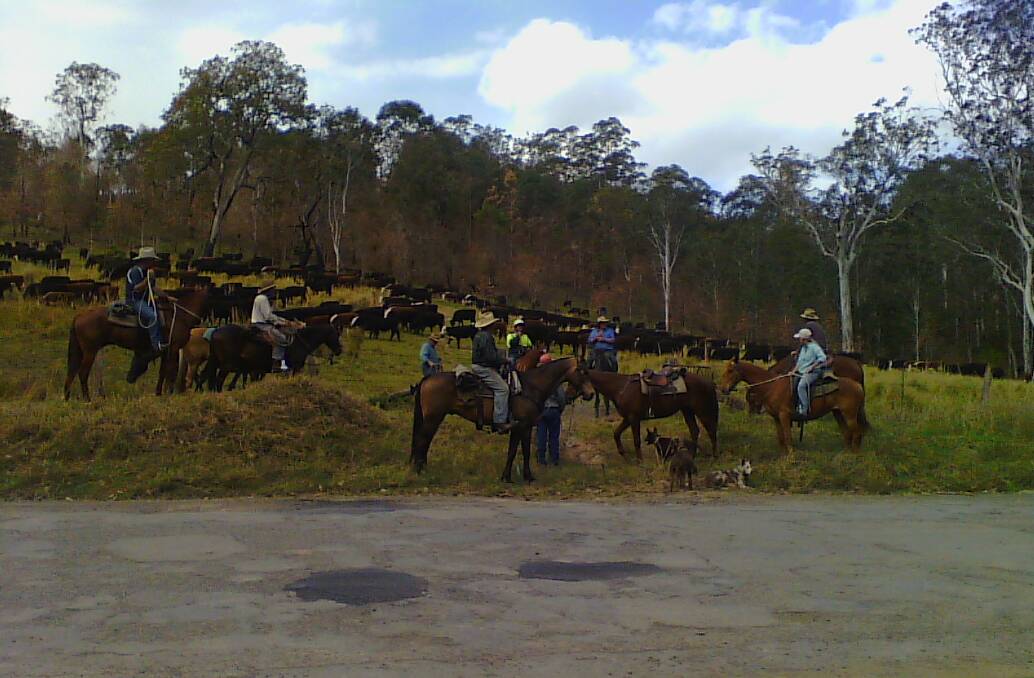 Wingham Campdraft cattle muster