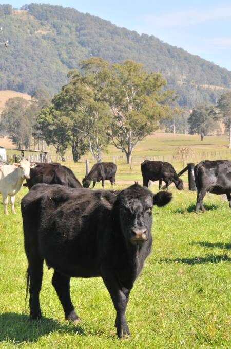 New online sales option for Australian beef producers